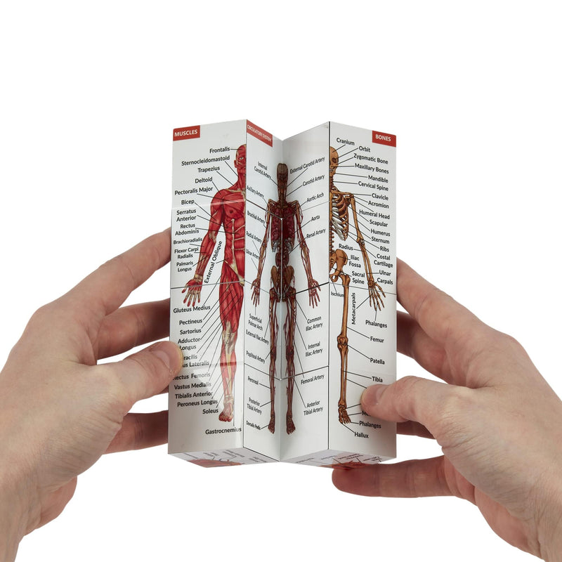 Human Anatomy Study Cube IN GERMAN | Learn 9 Parts of the Human Body | Anatomy model cube | Great gift idea for nurses and medical students