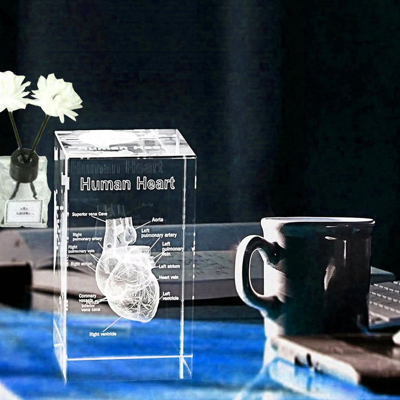Anatomical Gifts 3D Representation of Heart for Medicine & Decoration | Crystal Glass Model Durable Teaching Aid for Dentists/Students Paperweight Compact for Practice & Decoration ‎Herz