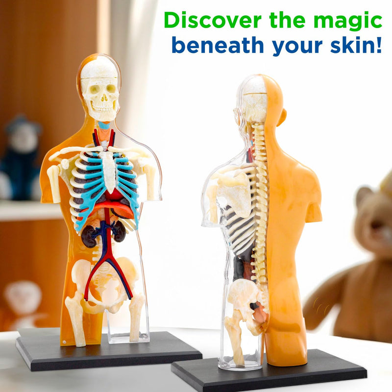 Thames & Kosmos 260830 Human Body Anatomy Model Toy, Multi