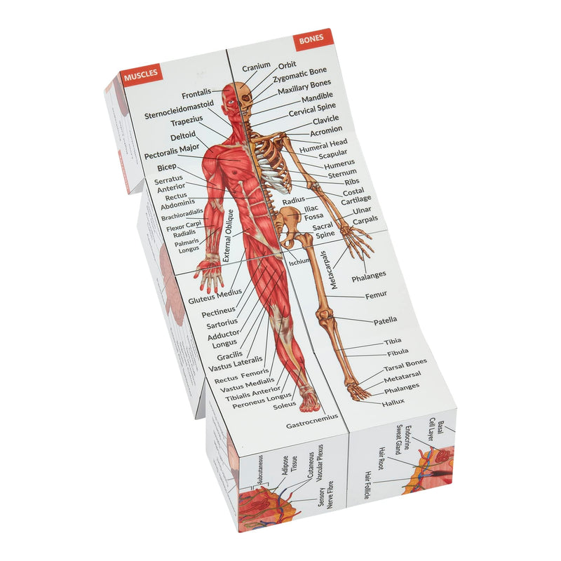 Human Anatomy Study Cube IN GERMAN | Learn 9 Parts of the Human Body | Anatomy model cube | Great gift idea for nurses and medical students