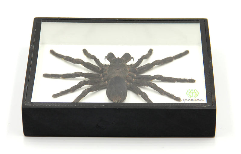 Real Giant Bird Eating Tarantula EURYPEIMA SPINCRUS Spider Taxidermy Transparent Boxed Display (Black Wooden Box) Black Wooden Box