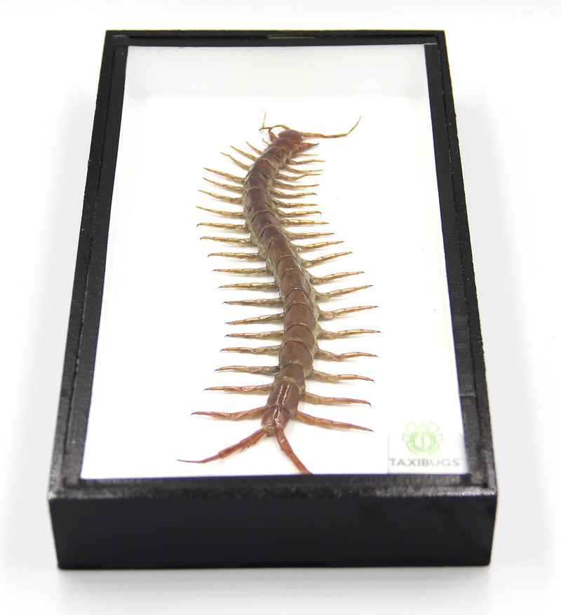 Real Centipede Millipede Scolopendra MORSITANS Taxidermy Insect in 3D Wooden Frame (White Background, Black Wooden Box) White Background, Black Wooden Box