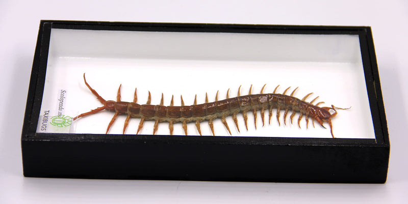 Real Centipede Millipede Scolopendra MORSITANS Taxidermy Insect in 3D Wooden Frame (White Background, Black Wooden Box) White Background, Black Wooden Box