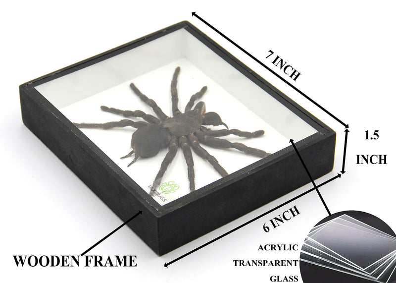Real Giant Bird Eating Tarantula EURYPEIMA SPINCRUS Spider Taxidermy Transparent Boxed Display (Black Wooden Box) Black Wooden Box