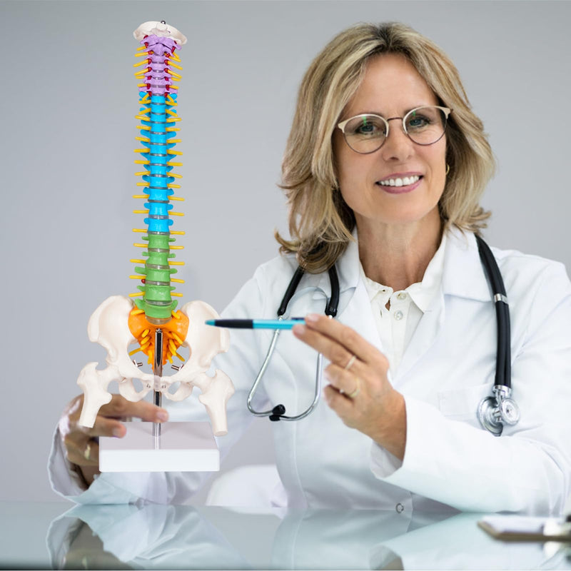 breesky Scientific Mini Spine Model, 15.5’’ Anatomical Spine Model with All Nerves, Human Anatomy Model with Stand for Instruction, Study and Display Colorful Mini Spine Model