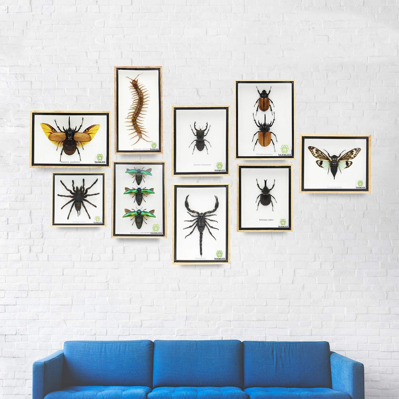 Real 5 Horned Beetle/Eupatorus Gracilicornis Flying Form Taxidermy in Transparent Box Display (Wooden Box) (Wooden Box) Wooden Box