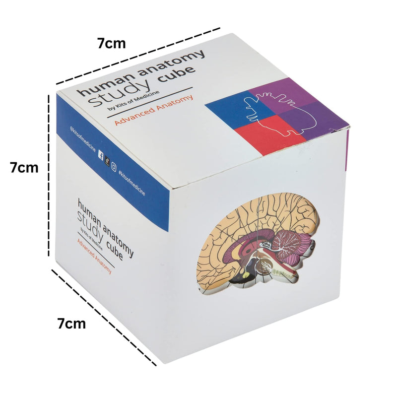 Human Anatomy Study Cube IN GERMAN | Learn 9 Parts of the Human Body | Anatomy model cube | Great gift idea for nurses and medical students