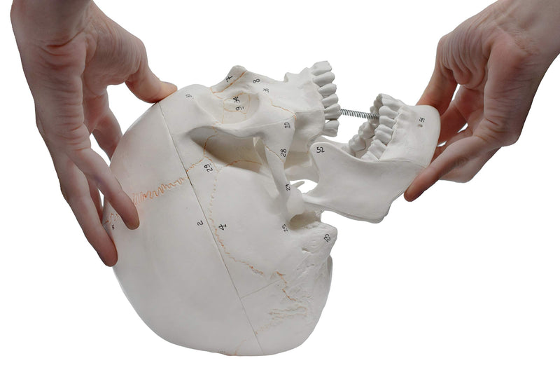 hBARSCI Numbered Human Skull Model - Medical Quality - 3 Parts w/Removable Calvaria, Articulated Mandible, Painted Sutures, 55 Numbered Features - Anatomy Skull, Plastic Skull Replica