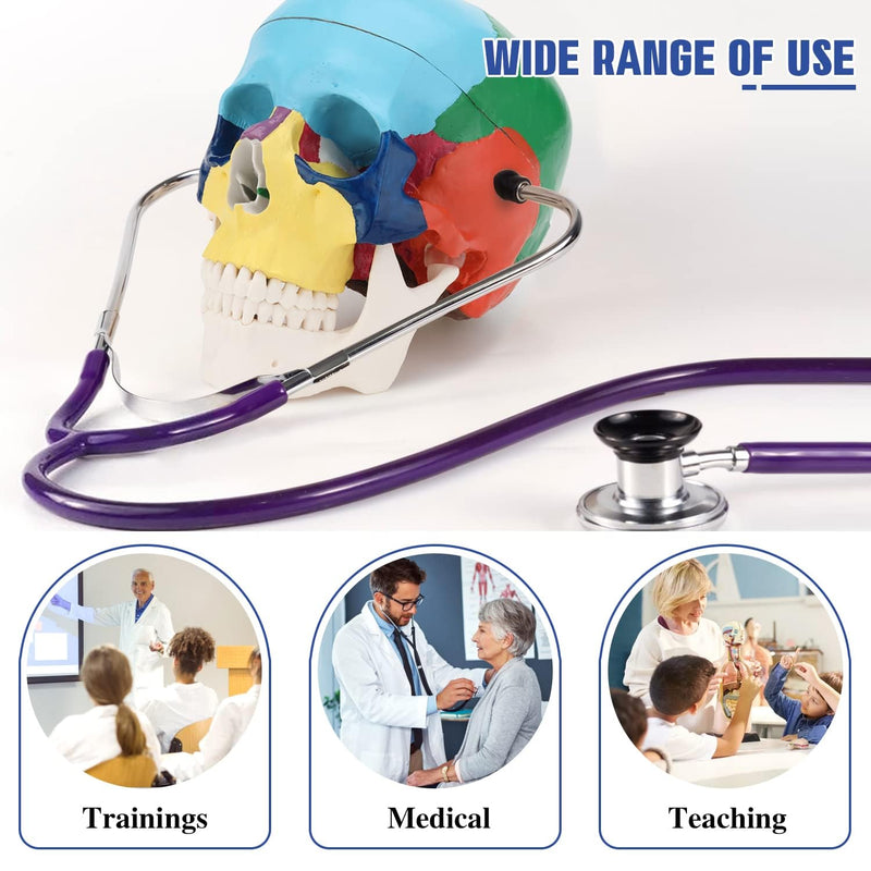 RONTEN Human Skull Anatomical Model, Painted Medical Skull 3-Part Removable Skull Cap and Moving Jaw, Display Model for Medical Student Human Anatomy Teaching and Studying(Asia) Asia Color Skull Model