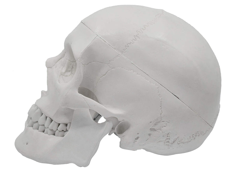 hBARSCI Human Skull Model - Medical Quality - 3 Parts with Removable Calvaria & Articulated Mandible - Anatomy Skull, Plastic Skull Replica, Life Size Skull