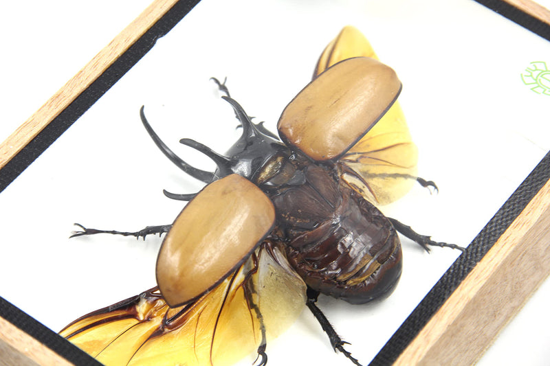 Real 5 Horned Beetle/Eupatorus Gracilicornis Flying Form Taxidermy in Transparent Box Display (Wooden Box) (Wooden Box) Wooden Box