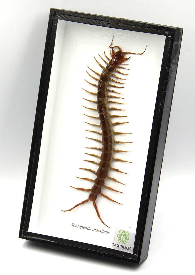 Real Centipede Millipede Scolopendra MORSITANS Taxidermy Insect in 3D Wooden Frame (White Background, Black Wooden Box) White Background, Black Wooden Box