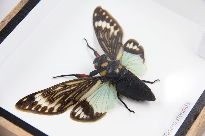 Real Exotic Cicada Blue Wings - Taxidermy Collection Framed in a Wooden Box Blue Wings, Wooden Box