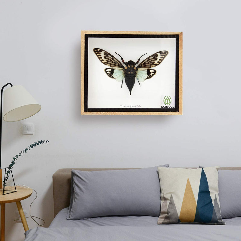 Real Exotic Cicada Blue Wings - Taxidermy Collection Framed in a Wooden Box Blue Wings, Wooden Box