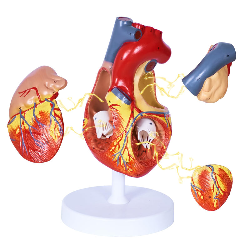 breesky Human Heart Model Anatomy, 4-Part 1:2 Anatomical Heart Model with 49 Anatomical Structures, Held Together with Magnets, Includes Mounted Display Base, Detailed Product Manual 49-Numbered Anatomical Heart Model