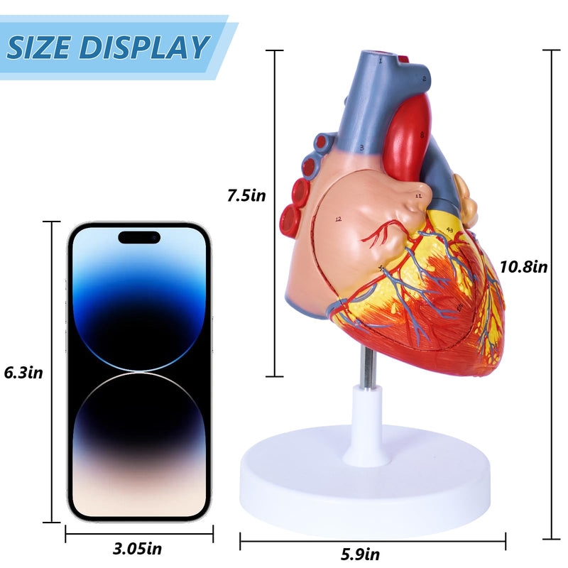 breesky Human Heart Model Anatomy, 4-Part 1:2 Anatomical Heart Model with 49 Anatomical Structures, Held Together with Magnets, Includes Mounted Display Base, Detailed Product Manual 49-Numbered Anatomical Heart Model