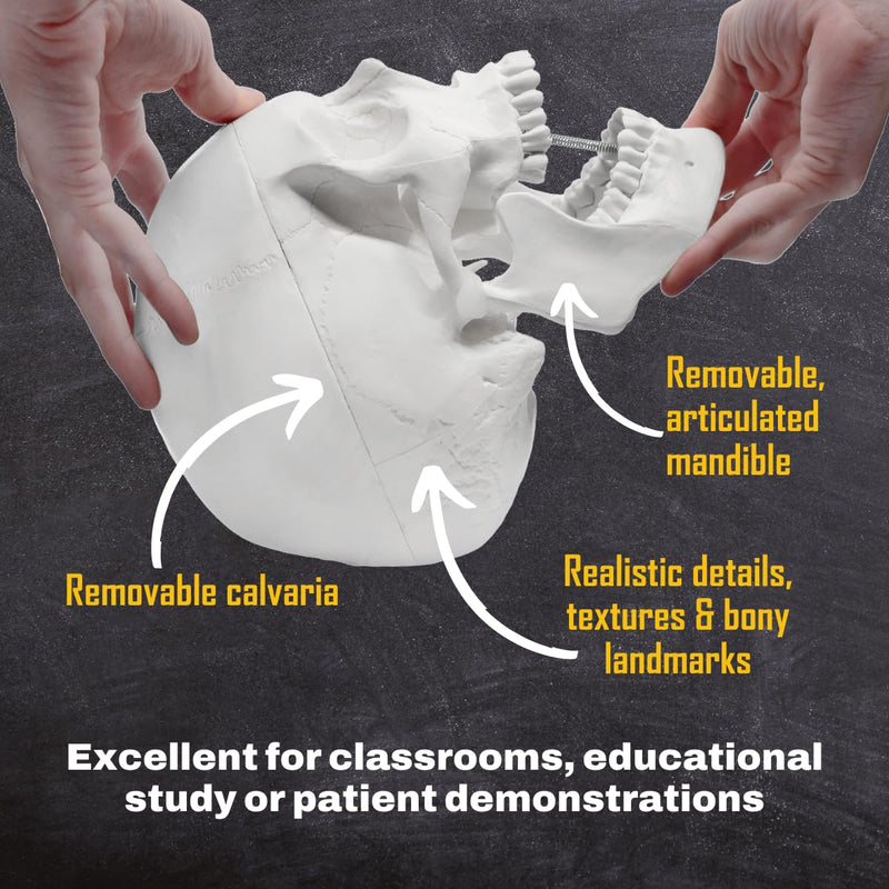 hBARSCI Human Skull Model - Medical Quality - 3 Parts with Removable Calvaria & Articulated Mandible - Anatomy Skull, Plastic Skull Replica, Life Size Skull