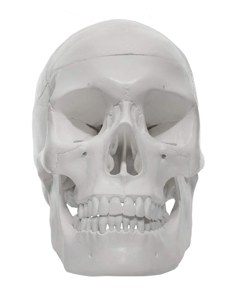 hBARSCI Human Skull Model - Medical Quality - 3 Parts with Removable Calvaria & Articulated Mandible - Anatomy Skull, Plastic Skull Replica, Life Size Skull