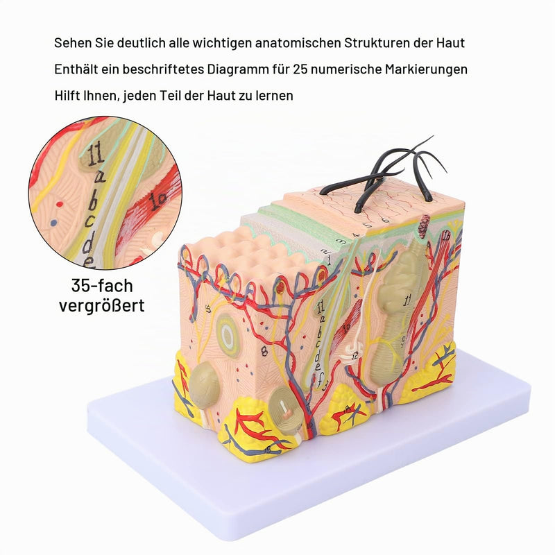 Skin Model, 35-Fold Anatomical Skin Model, 3D Skin Layer Structure Model with Hair Follicles and Sebaceous Glands, Removable Layers for Medical Study, Anatomy Lessons and Cosmetic Training