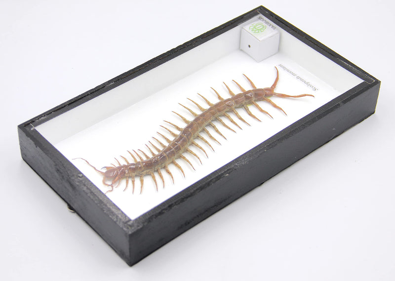 Real Centipede Millipede Scolopendra MORSITANS Taxidermy Insect in 3D Wooden Frame (White Background, Black Wooden Box) White Background, Black Wooden Box