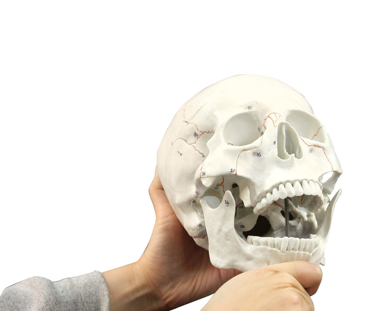 VAL221 Medical Numbered Human Skull-3 Part | Life Size | from Real Human Skull, Detail Hand Painted Numbering | Sectioned Skullcap | Suture Lines & Full Dentition | Labelled Diagram