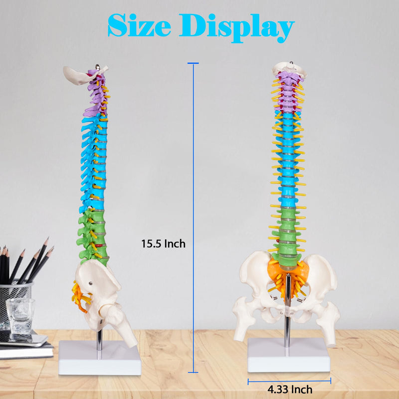 breesky Scientific Mini Spine Model, 15.5’’ Anatomical Spine Model with All Nerves, Human Anatomy Model with Stand for Instruction, Study and Display Colorful Mini Spine Model