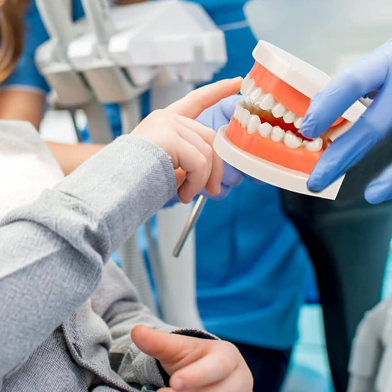 Dentist Model, 2 Educational Models + 2 Plastic Toothbrushes Dental Training Models PVC Teeth Demonstration Teaching Children Teeth Brush