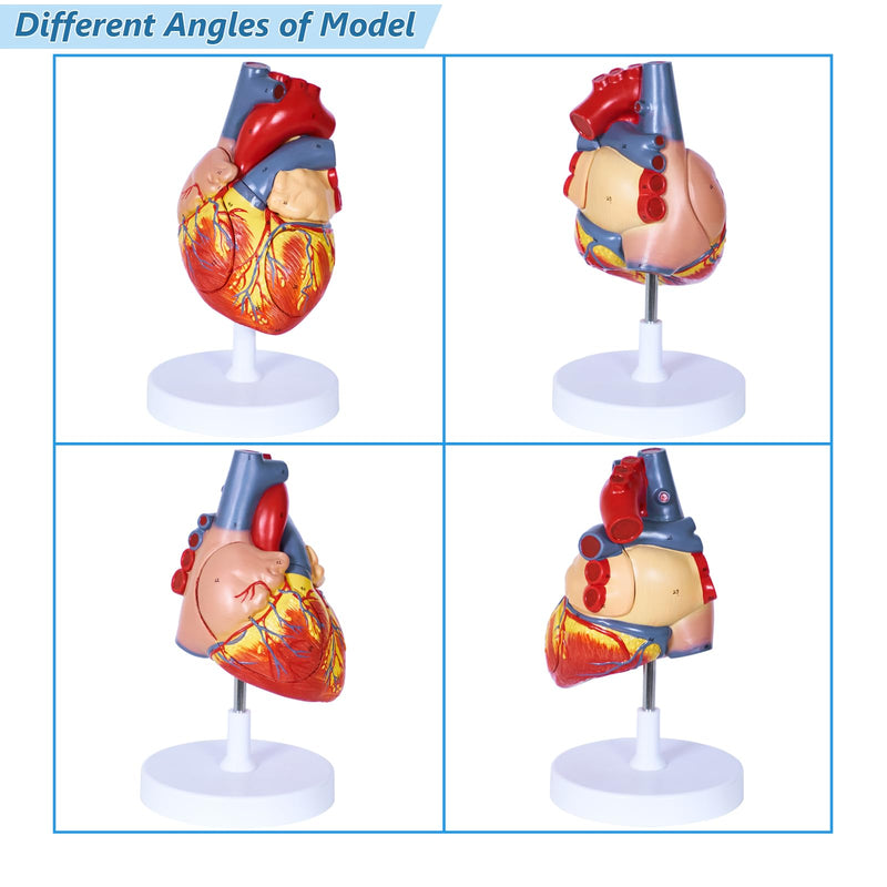 breesky Human Heart Model Anatomy, 4-Part 1:2 Anatomical Heart Model with 49 Anatomical Structures, Held Together with Magnets, Includes Mounted Display Base, Detailed Product Manual 49-Numbered Anatomical Heart Model