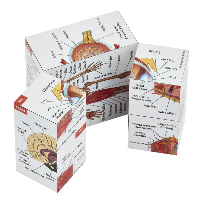 Human Anatomy Study Cube IN GERMAN | Learn 9 Parts of the Human Body | Anatomy model cube | Great gift idea for nurses and medical students