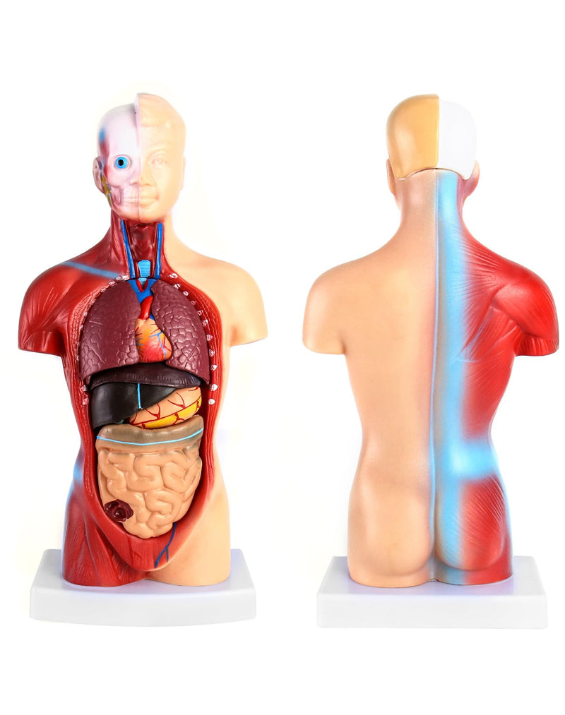 QWORK 15-Piece Human Anatomy Model - Skull Brain Torso and Internal Organs - for Medical Students Doctors and Teachers - 28 cm