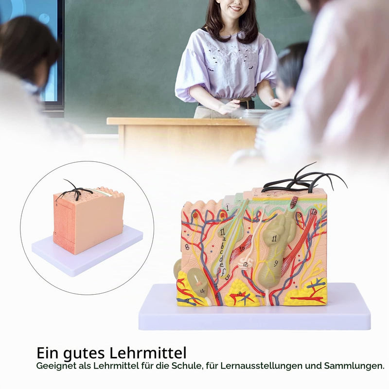 Skin Model, 35-Fold Anatomical Skin Model, 3D Skin Layer Structure Model with Hair Follicles and Sebaceous Glands, Removable Layers for Medical Study, Anatomy Lessons and Cosmetic Training