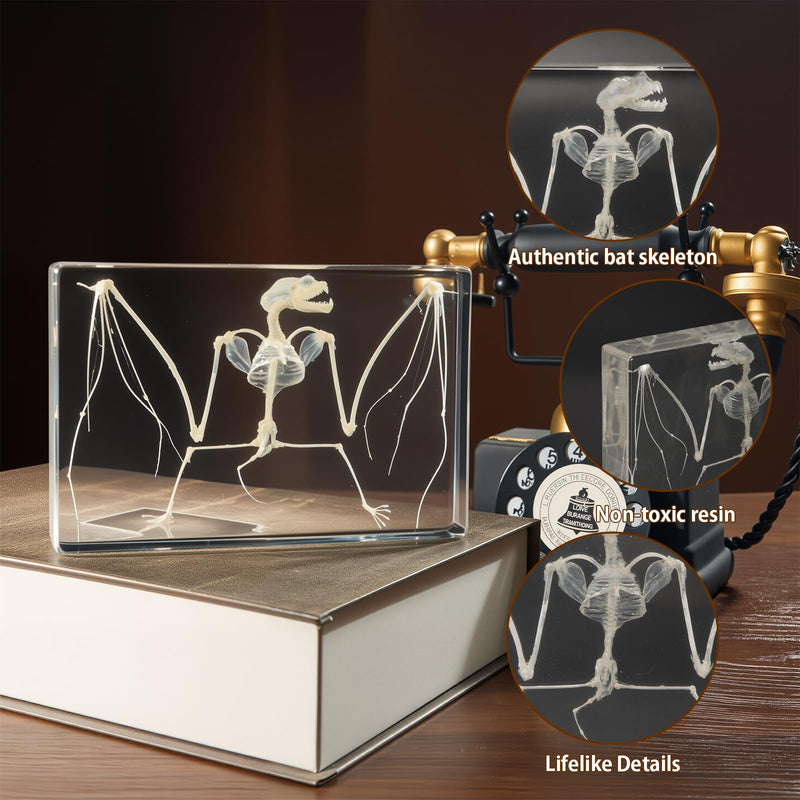 Taxidermy Bat and Real Bat Specimens Mounted in Resin, Ideal Gift for Fans of Taxidermy, Animal Skulls, Oddities, and Biology (Bat Skeleton (5.3x3.5x1.3 Inch)) Bat Skeleton (5.3x3.5x1.3 Inch)
