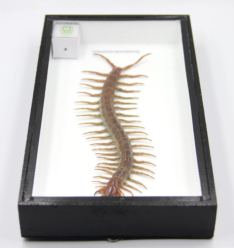 Real Centipede Millipede Scolopendra MORSITANS Taxidermy Insect in 3D Wooden Frame (White Background, Black Wooden Box) White Background, Black Wooden Box