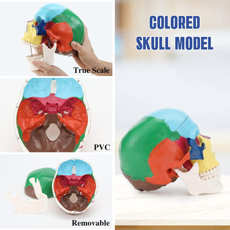 RONTEN Human Skull Anatomical Model, Painted Medical Skull 3-Part Removable Skull Cap and Moving Jaw, Display Model for Medical Student Human Anatomy Teaching and Studying(Asia) Asia Color Skull Model