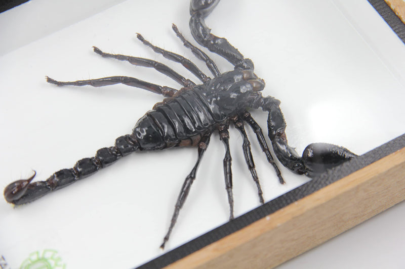Real Exotic Poisonous Scorpion – Preserved Taxidermy Insect Bug Collection Framed in a 3D Wooden Frame as Pictured Taxidermy (Wooden Box) 7"L x 4.9"W