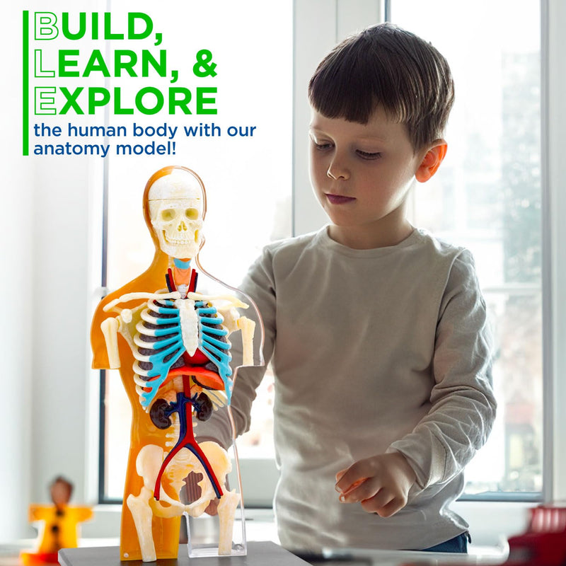 Thames & Kosmos 260830 Human Body Anatomy Model Toy, Multi
