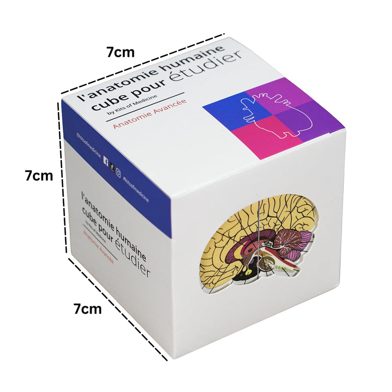 Learning Cube for Human Anatomy in French | Study 9 Parts of the Human Body | Cube Anatomy Model | Ideal Gift for Nurses and Medical Students