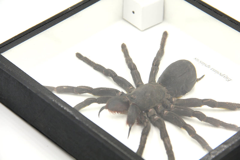 Real Giant Bird Eating Tarantula EURYPEIMA SPINCRUS Spider Taxidermy Transparent Boxed Display (Black Wooden Box) Black Wooden Box
