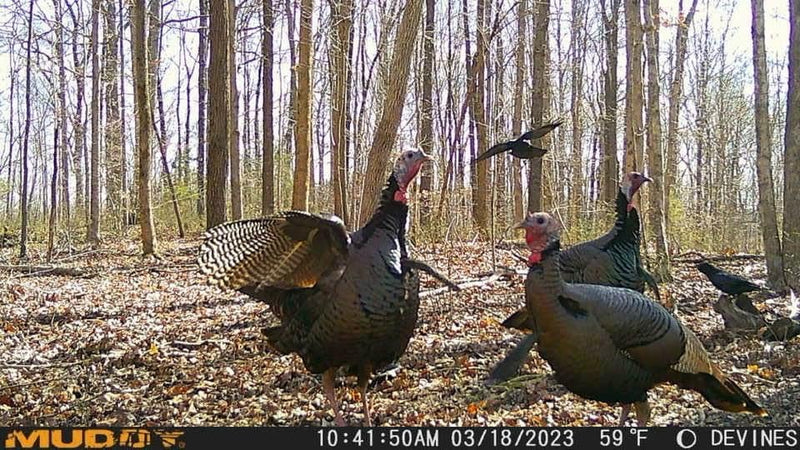 Muddy Matrix 36MP Imaging Cellular Trail Camera with On Demand Photo, Dual Network, and 80-Feet Detection Range (Mud) One Size