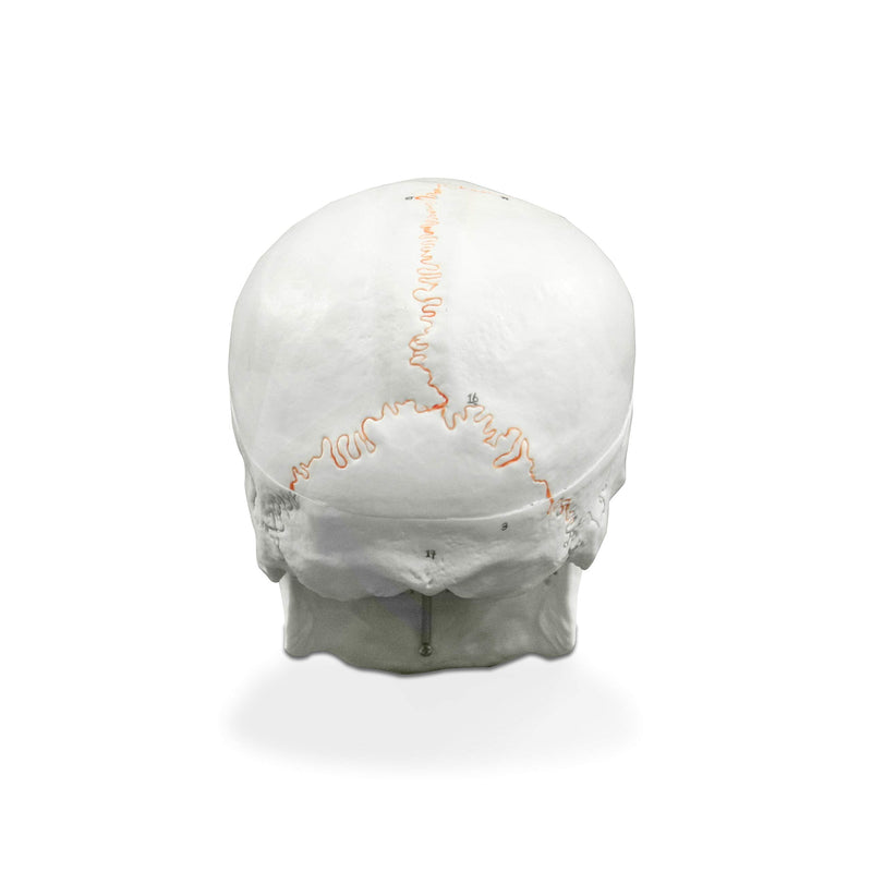 VAL221 Medical Numbered Human Skull-3 Part | Life Size | from Real Human Skull, Detail Hand Painted Numbering | Sectioned Skullcap | Suture Lines & Full Dentition | Labelled Diagram
