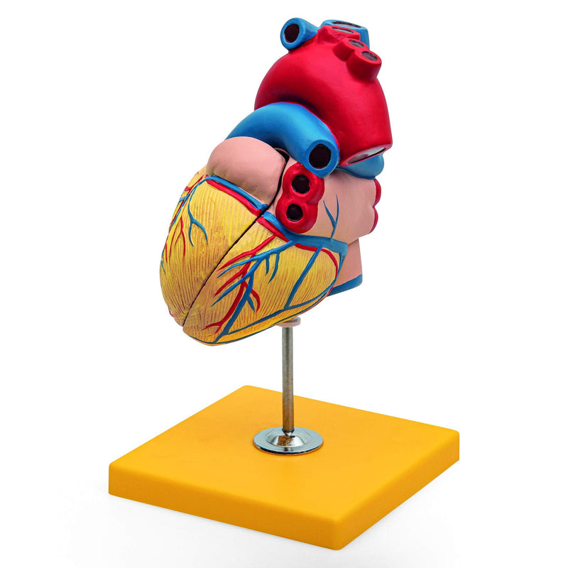 Elementary Anatomy Budget 2 Piece Human Heart Anatomy Model with Stand Life Size School Teaching
