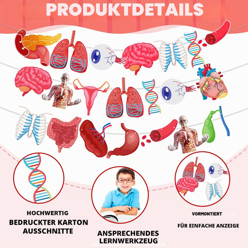 4 Strings 28 Pieces Anatomy Themed Hanging Banners, Human Body Parts Learning Cutouts Garland for Classroom Decoration, Science Party Supplies, School Supplies and Doctor Office Decoration