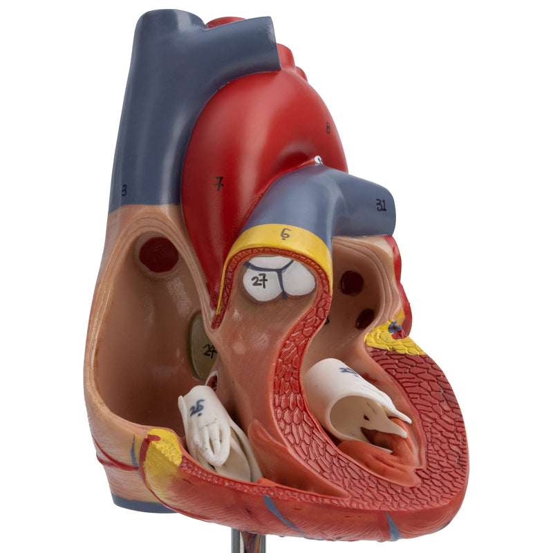 Cranstein A-427 heart model