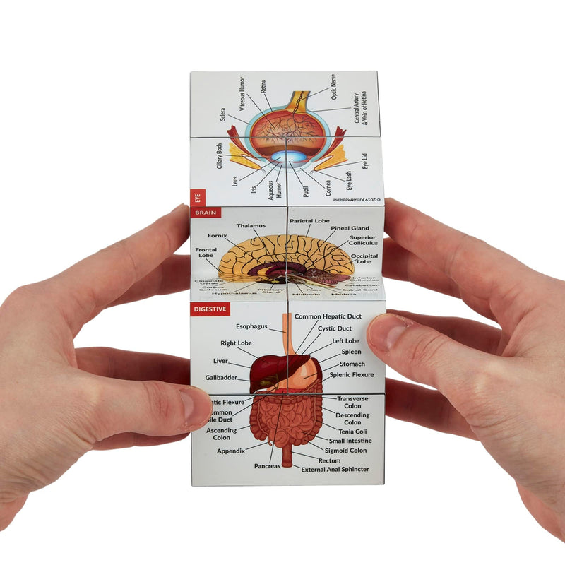 Human Anatomy Study Cube IN GERMAN | Learn 9 Parts of the Human Body | Anatomy model cube | Great gift idea for nurses and medical students
