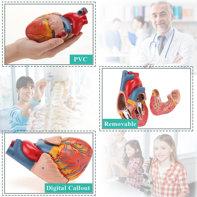 RONTEN Human Heart Model, Heart Model, 2-Part Life Size Anatomically Accurate Numbered Heart Medical Model, Held Together with Magnets on Base Heart model-red