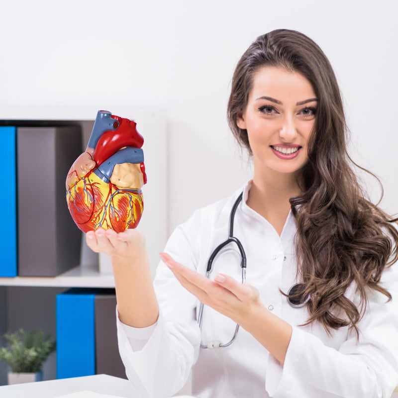 breesky Human Heart Model Anatomy, 4-Part 1:2 Anatomical Heart Model with 49 Anatomical Structures, Held Together with Magnets, Includes Mounted Display Base, Detailed Product Manual 49-Numbered Anatomical Heart Model