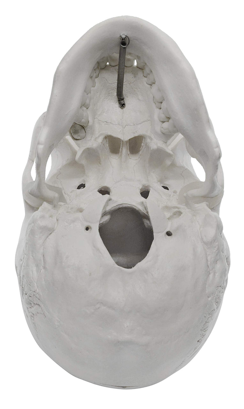 hBARSCI Human Skull Model - Medical Quality - 3 Parts with Removable Calvaria & Articulated Mandible - Anatomy Skull, Plastic Skull Replica, Life Size Skull