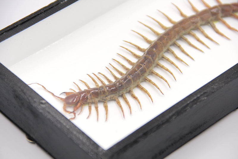 Real Centipede Millipede Scolopendra MORSITANS Taxidermy Insect in 3D Wooden Frame (White Background, Black Wooden Box) White Background, Black Wooden Box
