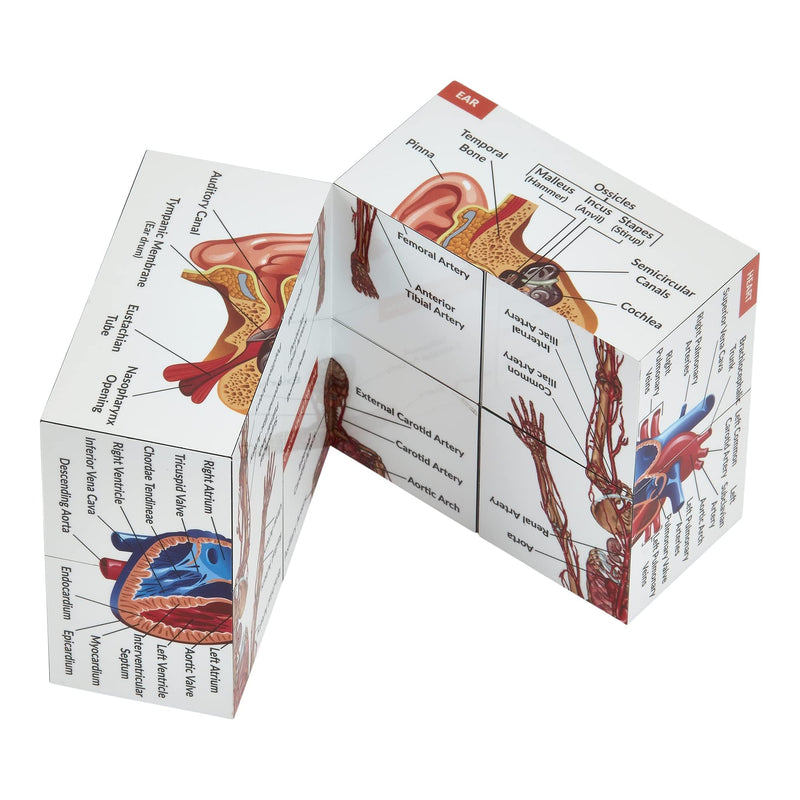 Human Anatomy Study Cube IN GERMAN | Learn 9 Parts of the Human Body | Anatomy model cube | Great gift idea for nurses and medical students
