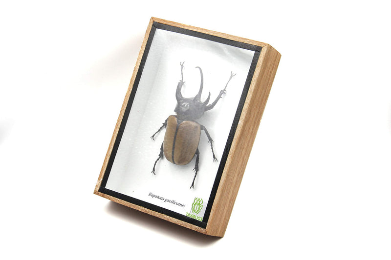 Rare Giant 5 Horn Rhino/Rhinoceros Beetle, Eupatorus gracilicornis, Taxidermy Insect Box Entomology Gift (Wooden Box) Wooden Box
